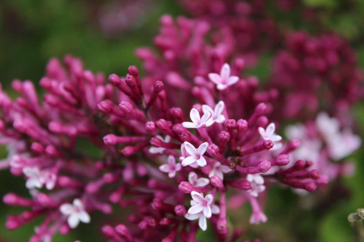 "Red Pixie" Syringa meyeri